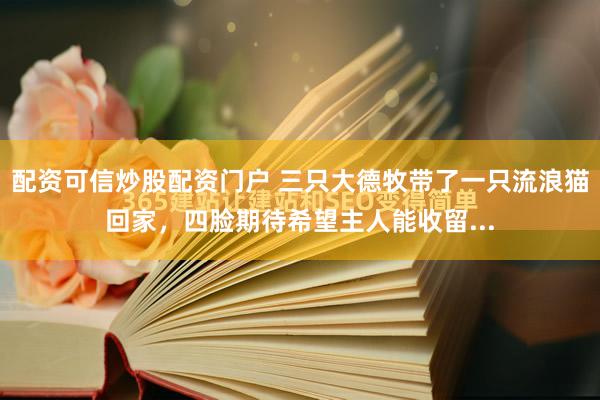 配资可信炒股配资门户 三只大德牧带了一只流浪猫回家，四脸期待希望主人能收留...